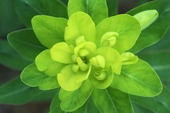 wood-spurge_13Apr24