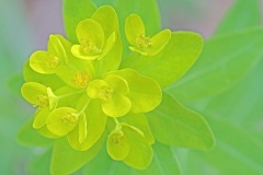 wood-spurge_29Apr26