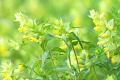 yellow-rattle_17May25
