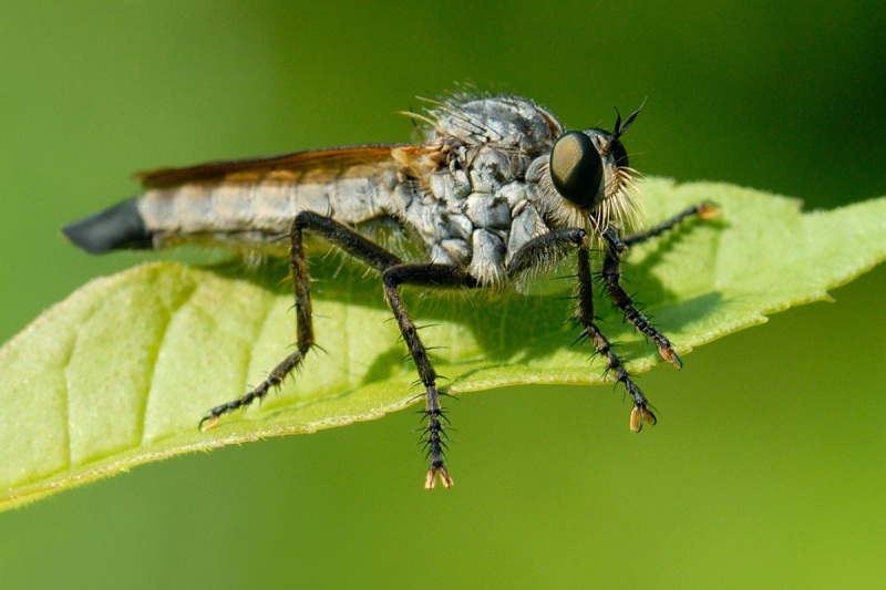 Flie-0057-31Jul13