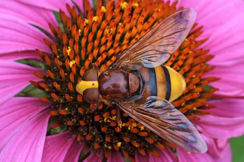 Flie-4535-15Jul19