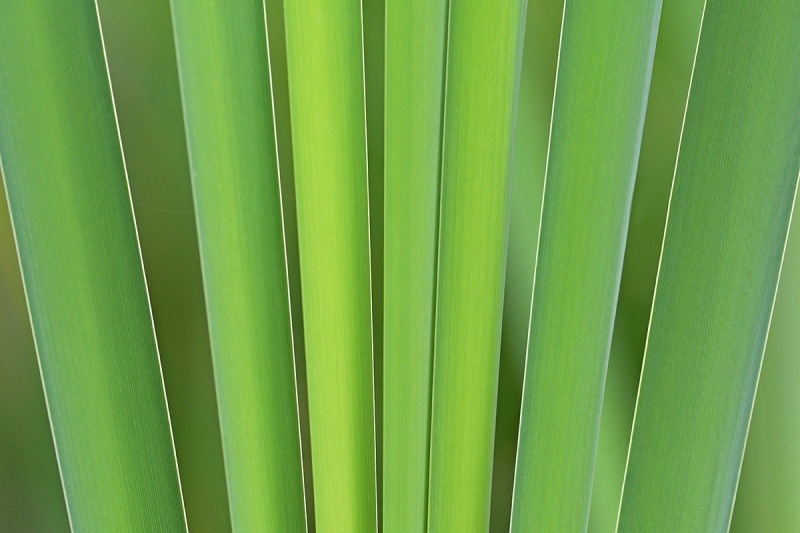 PlCl-5067-21Jun20
