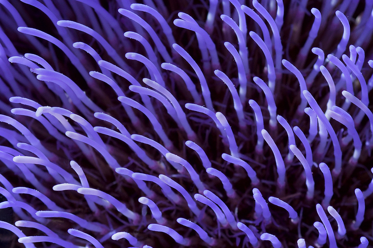 Globe Artichoke (Cynara cardunculus)