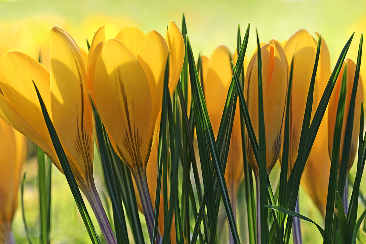 Golden Crocuses (Crocus chrysanthus)