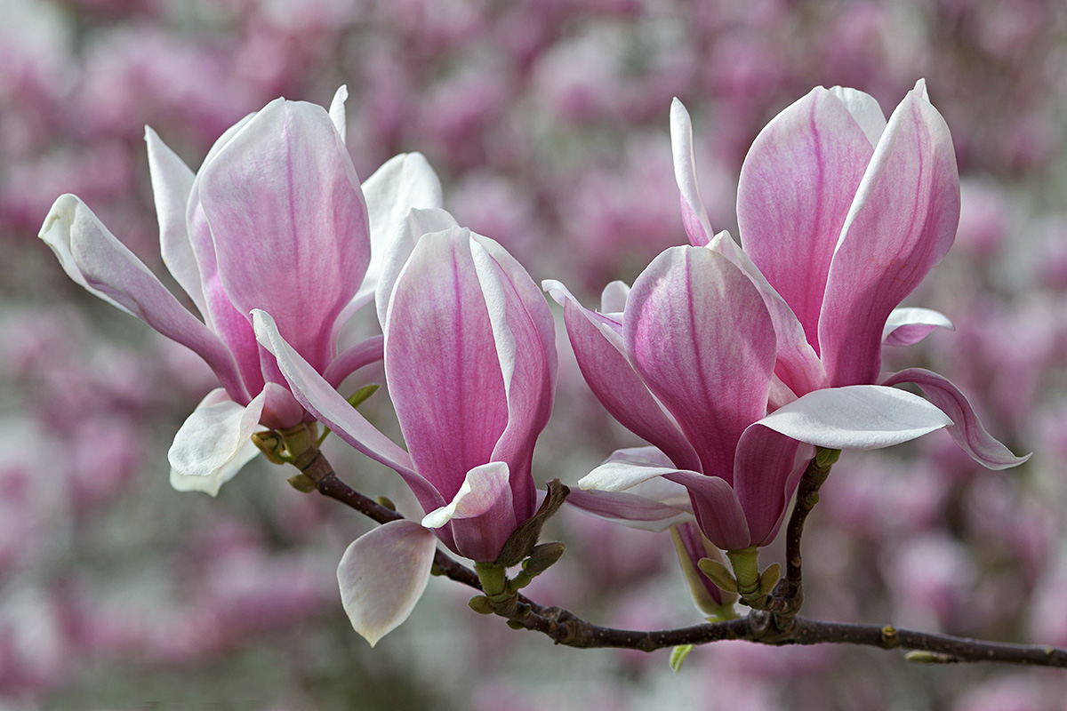 Magnolia (Magnolia × soulangeana)