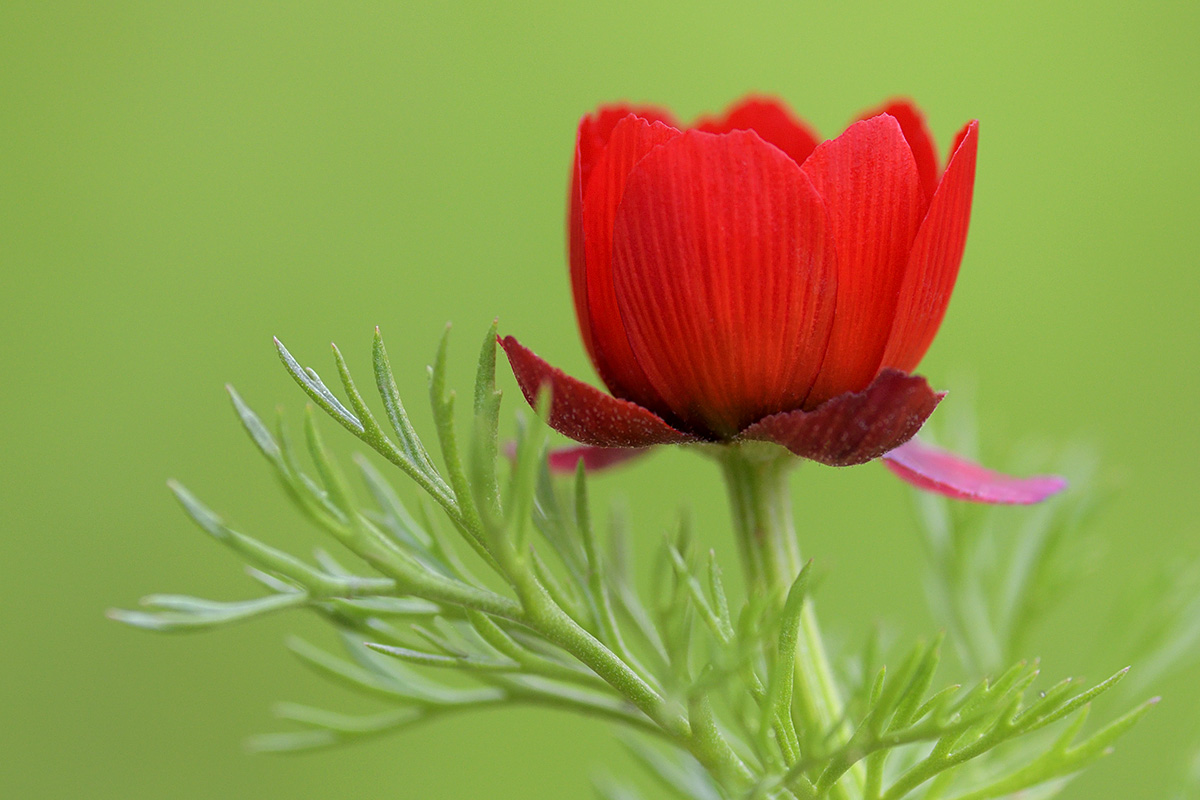 Summer Pheasant’s Eye (Adonis aestivalis)