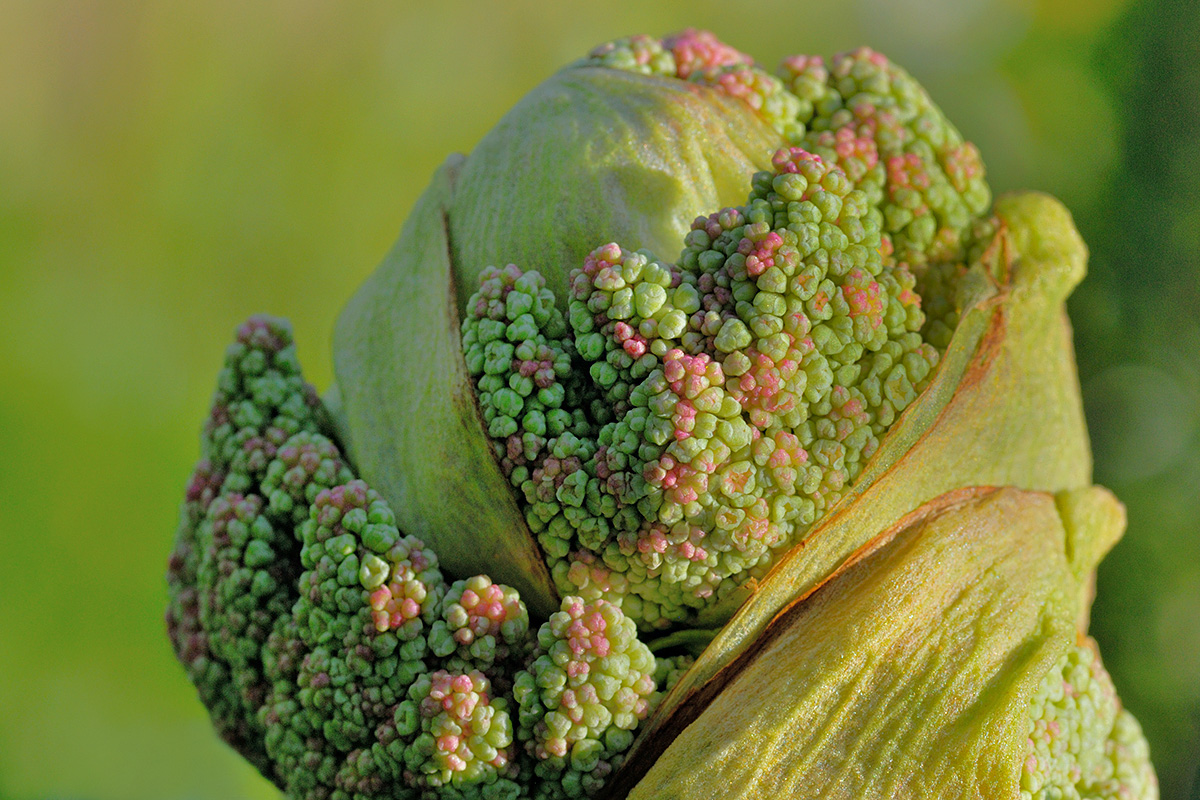 Rhubarb Flower Bud (Rheum rhabarbarum)