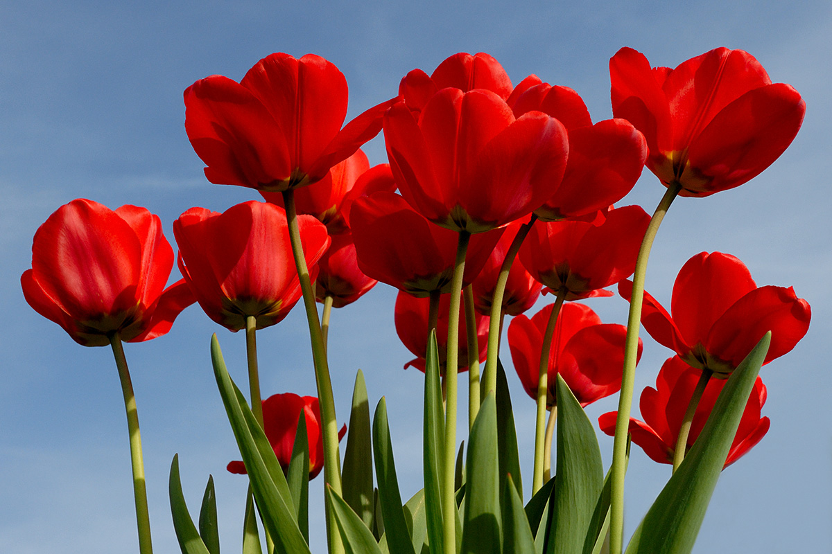 Tulips (Tulipa gesneriana) (4)