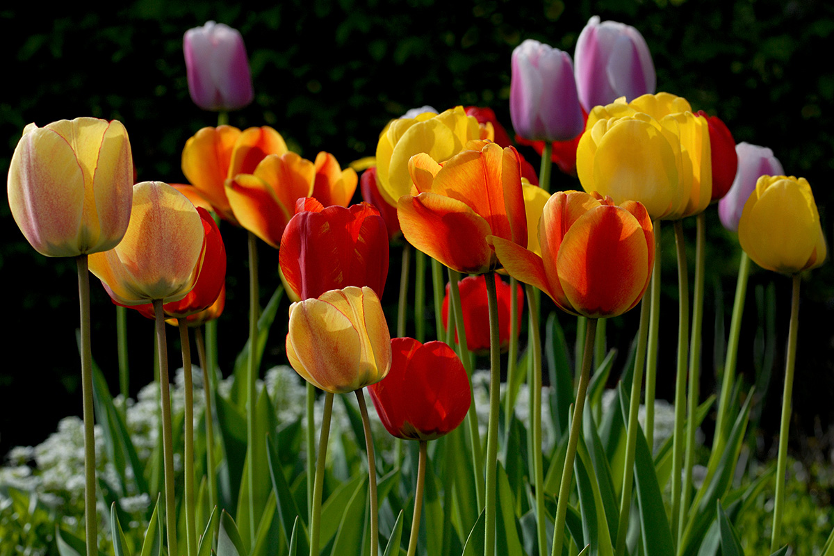Multicolored Tulips (Tulipa gesneriana)