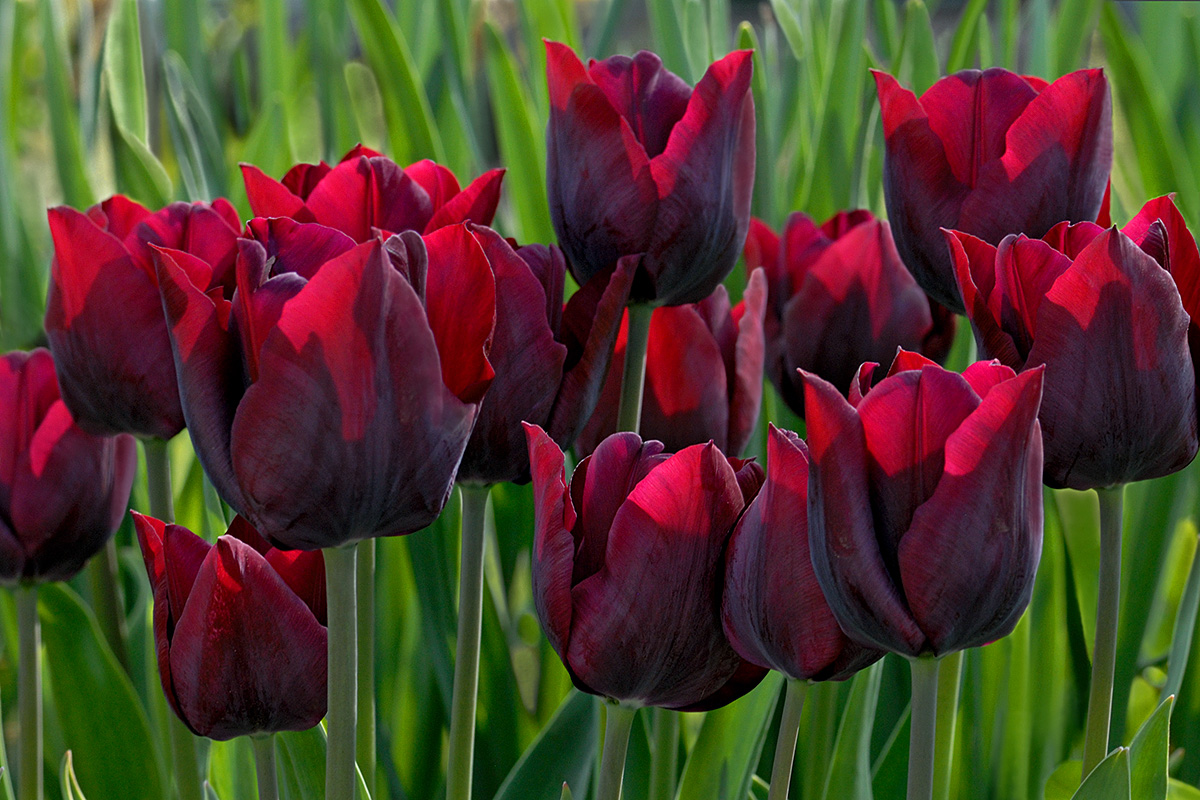 Dark Red Tulips (Tulipa gesneriana)