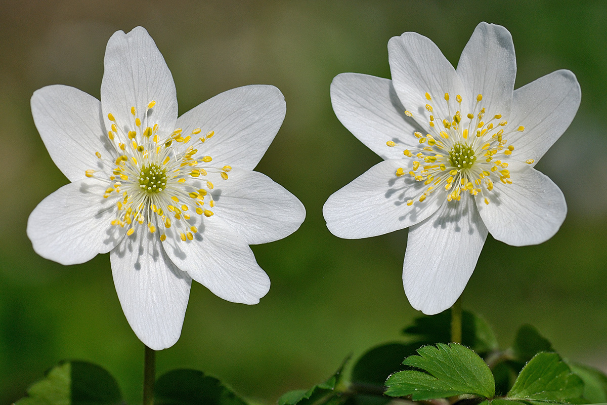 Wood Anemone (Anemone nemorosa) (1)