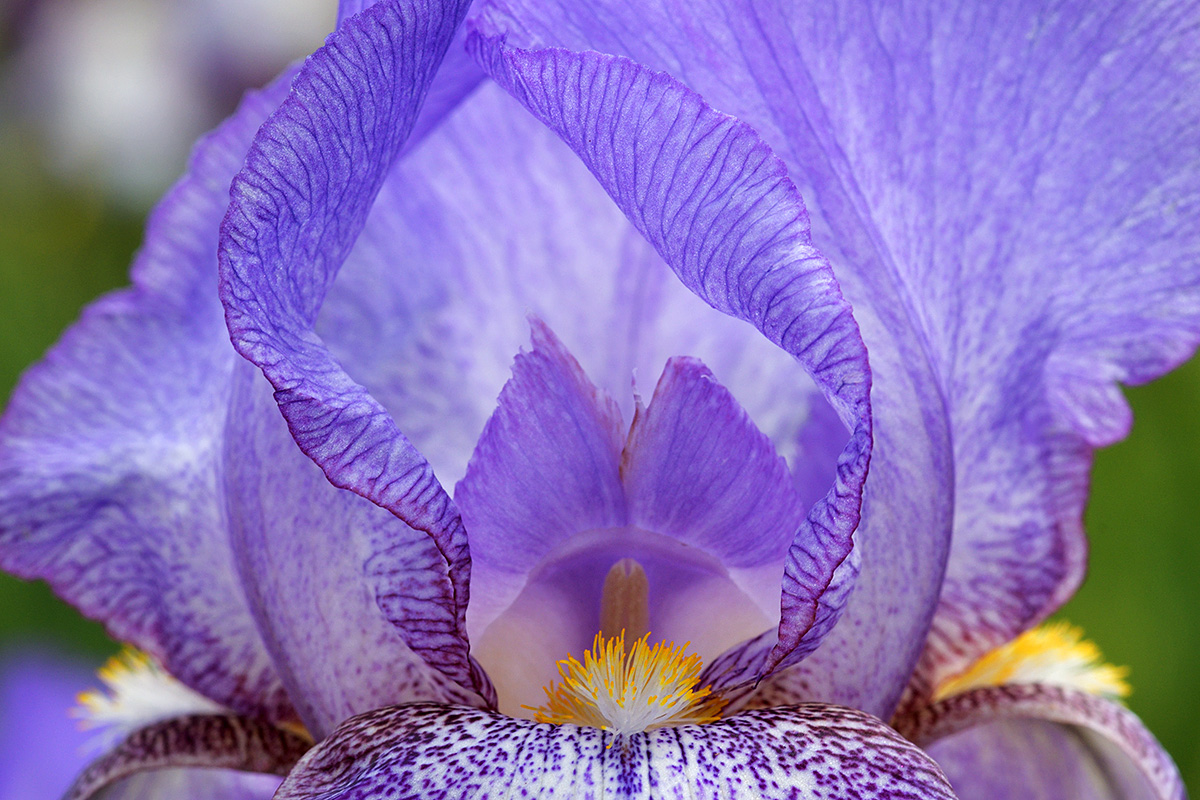 German Iris (Iris germanica) (1)