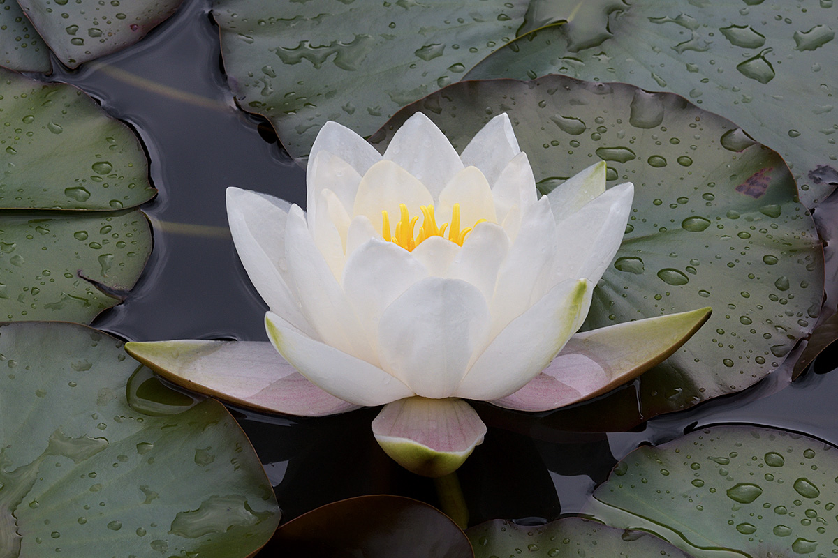 European White Waterlily (Nymphaea alba) (1)