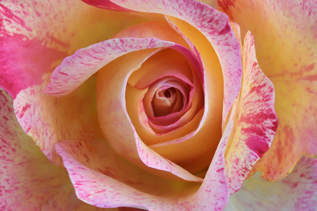 Delbard Rose (1)