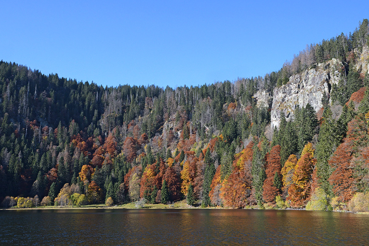 Fall Mood at Lake Feldsee (Black Forest, Southern Germany) (3)
