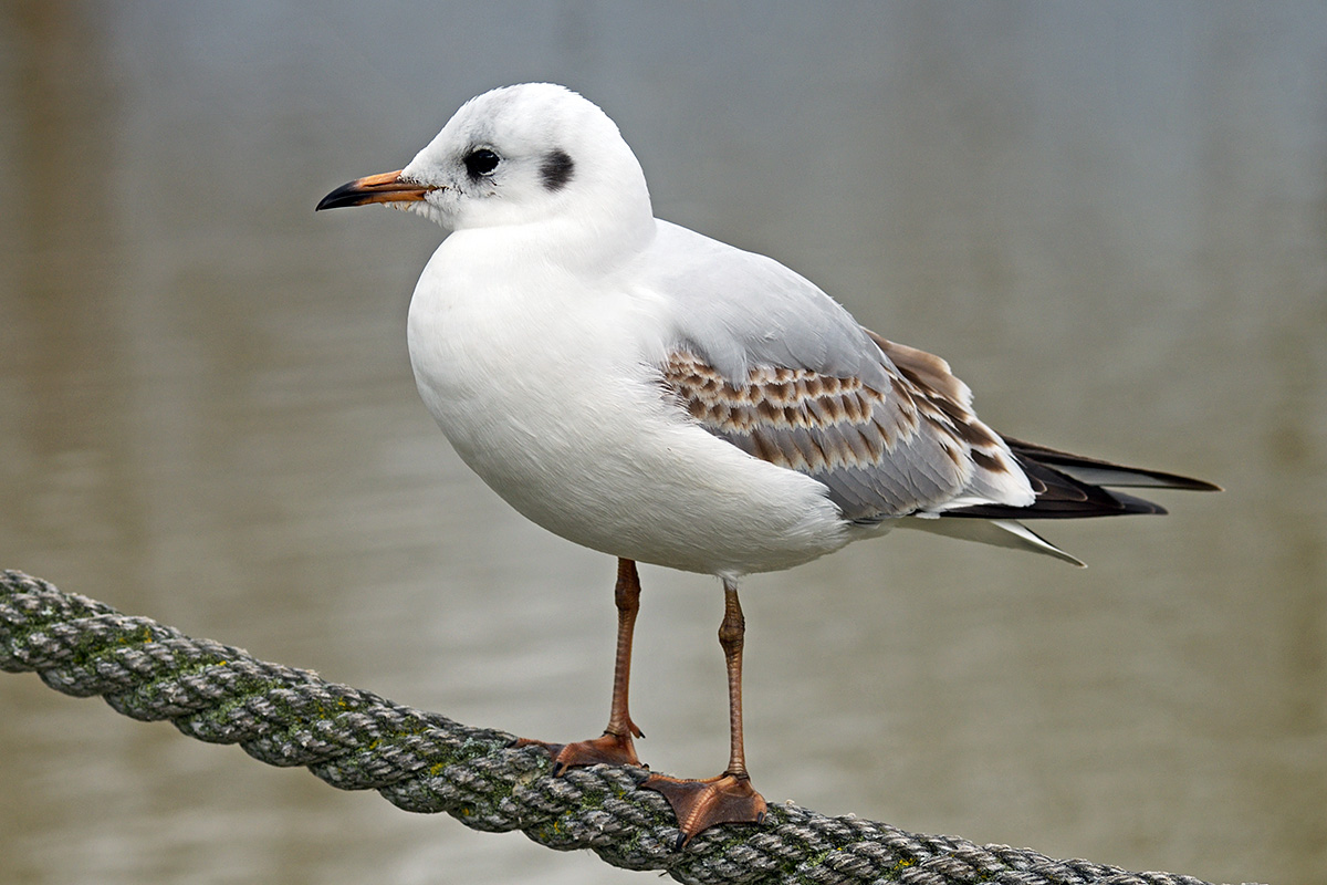 Black-Headed Gull (Larus ridibundus) (4)