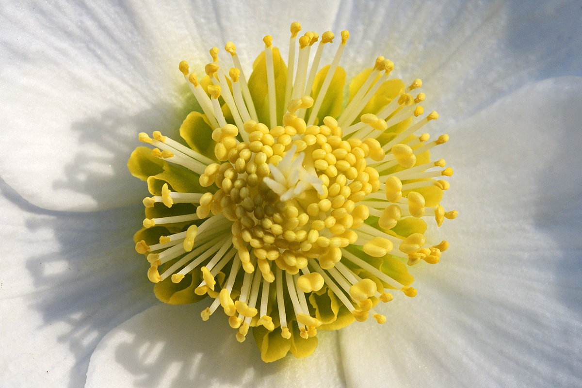 Christmas Rose (Helleborus niger) (1)