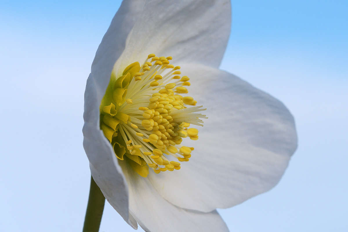 Christmas Rose (Helleborus niger) (3)