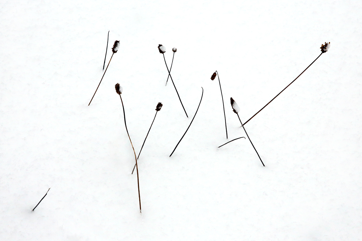 Herb in Snow  (1)