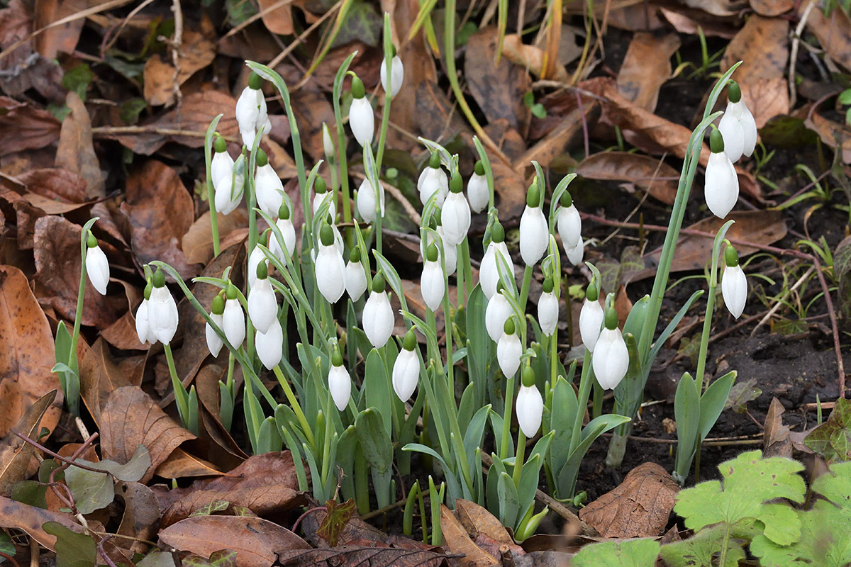 Ealy Heralds of Spring (1)