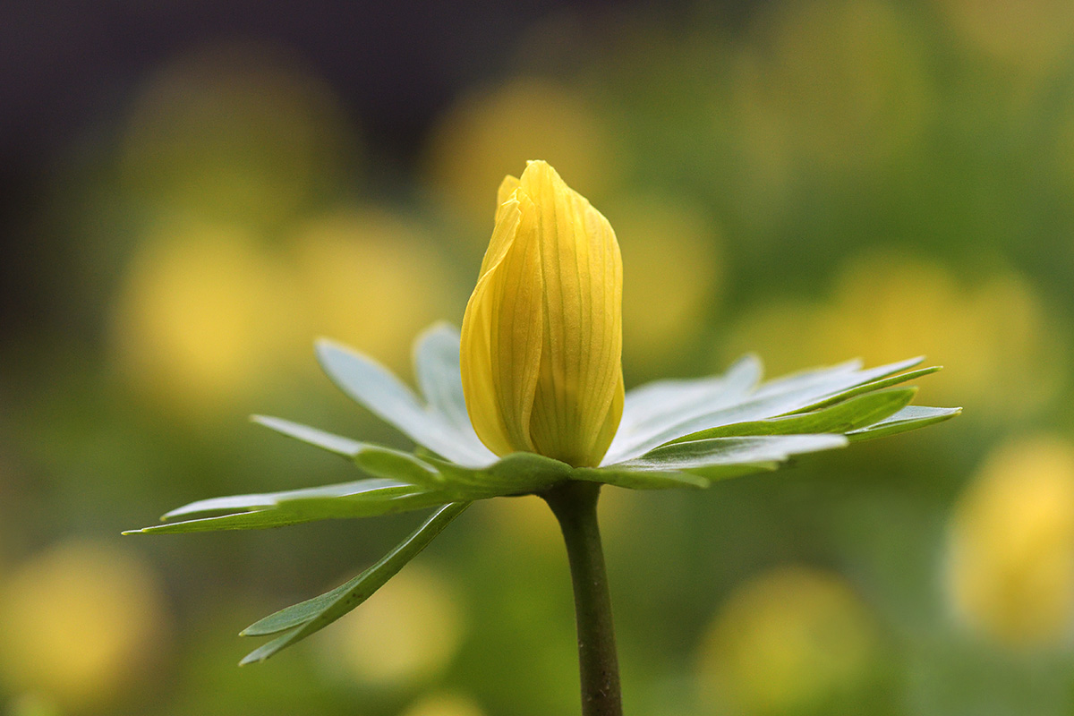 Ealy Heralds of Spring (2)