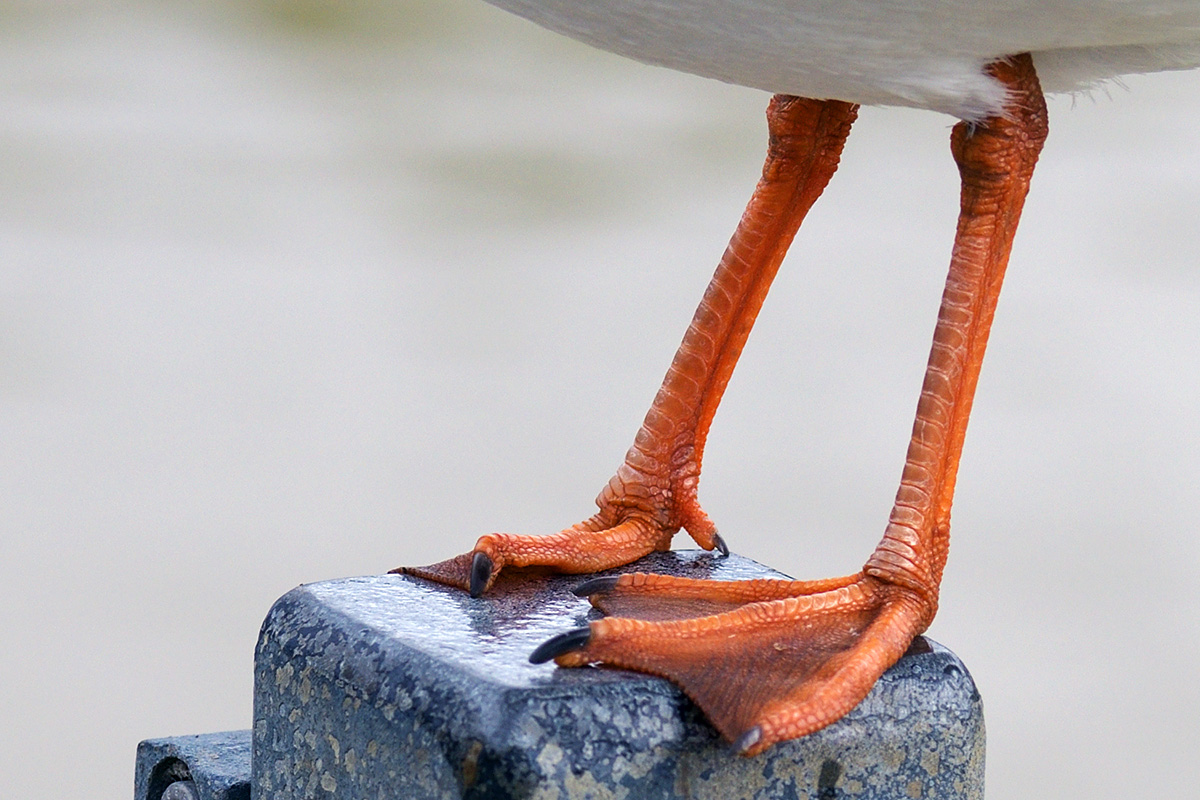 Black-Headed Gull (Larus ridibundus) (6)