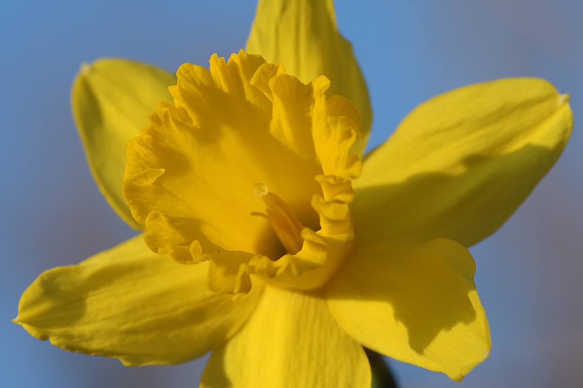 Yellow Trumpet Daffodil (2)