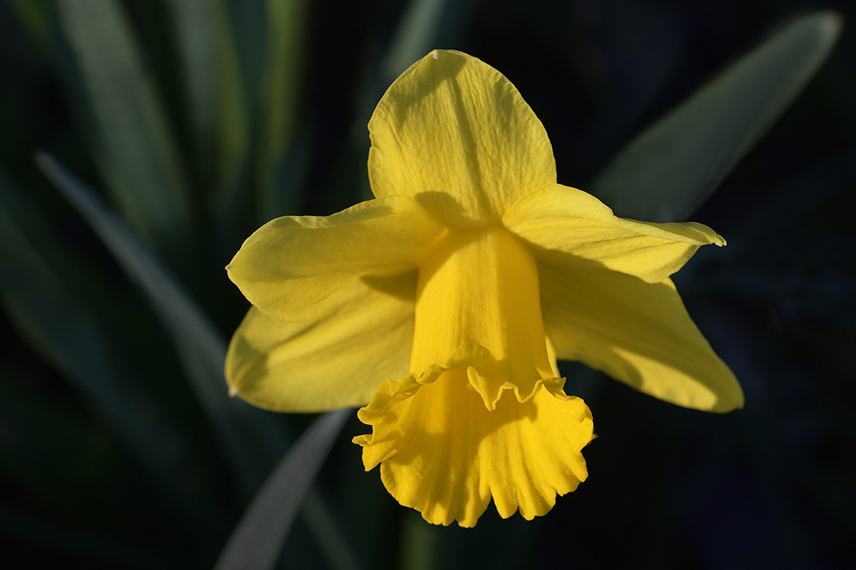 Yellow Trumpet Daffodil (3)