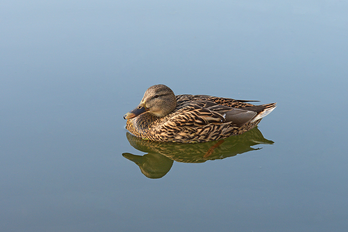 Mallard (Anas platyrhynchos) (1)