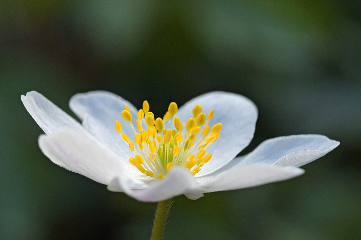 Wood Anemone (Anemone nemorosa) (4)