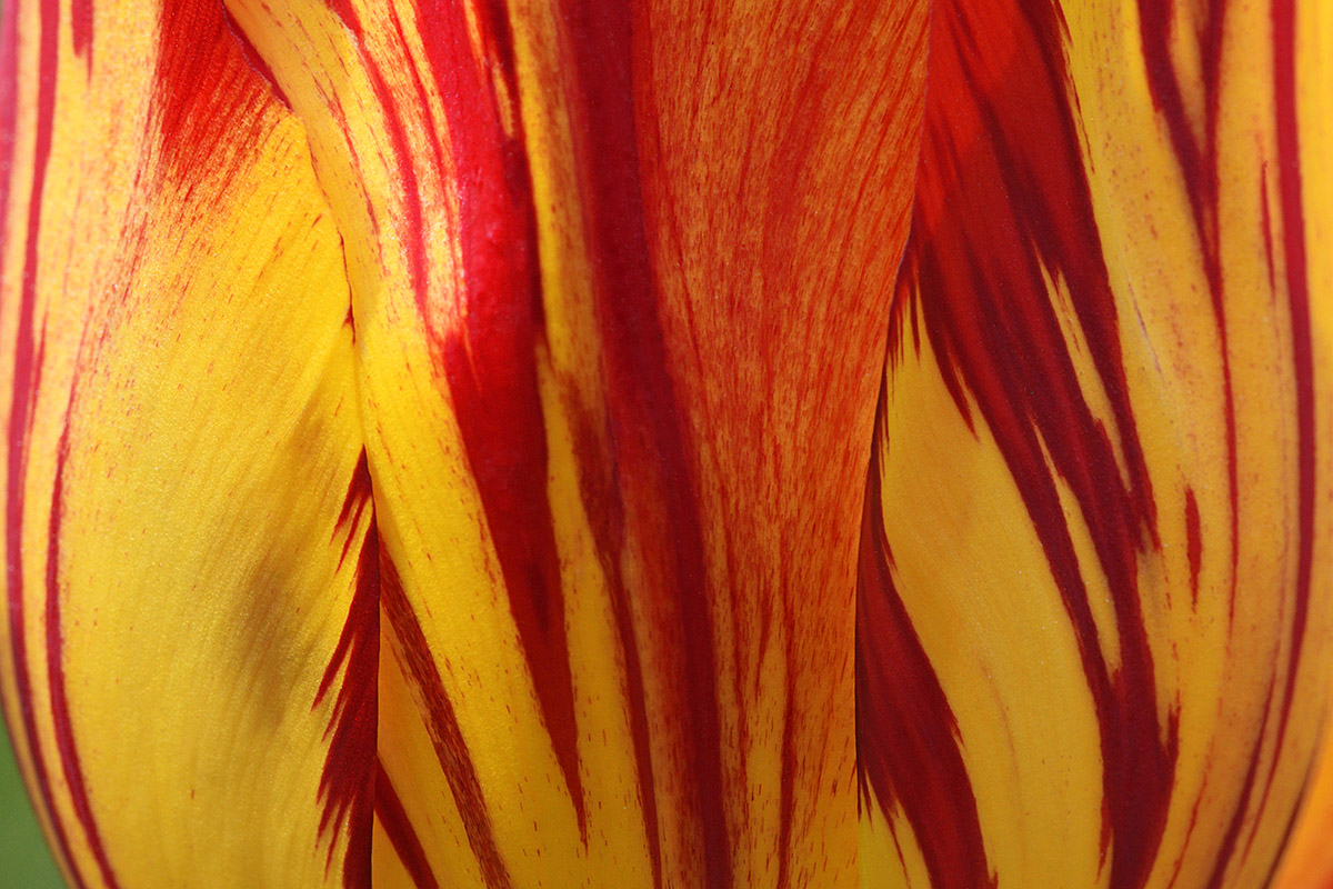 Striped Tulip (Tulipa gesneriana) (1)