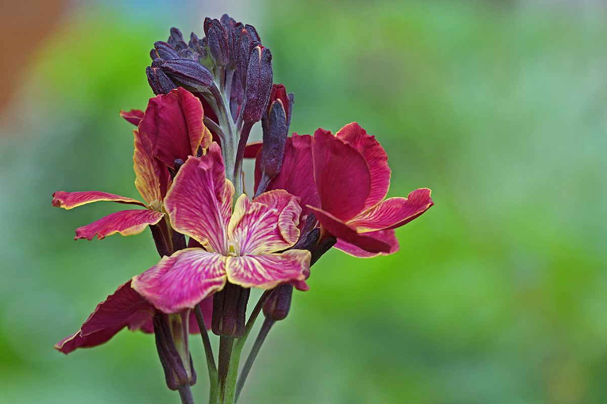 Common Wallflower (Erysimum cheiri) (2)