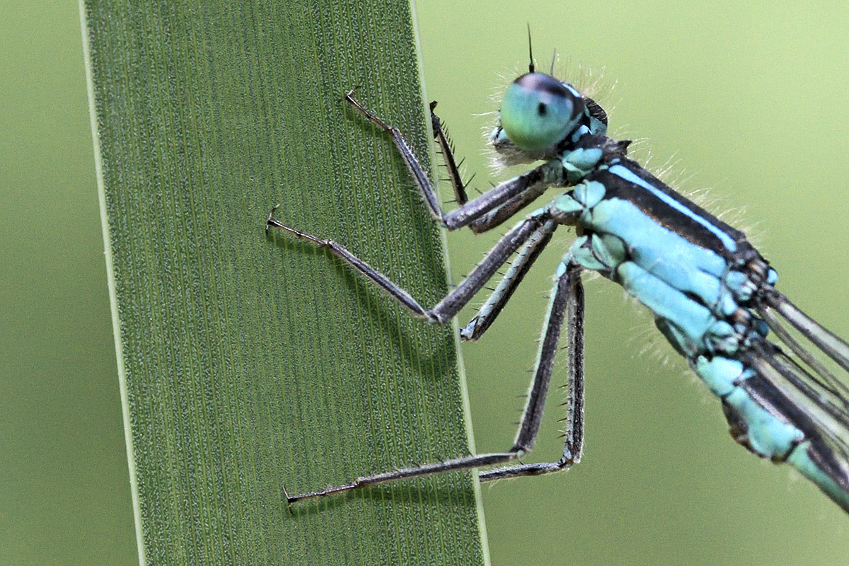 Blue-Tailed Damselfly (Ischnura elegans, male) (3)