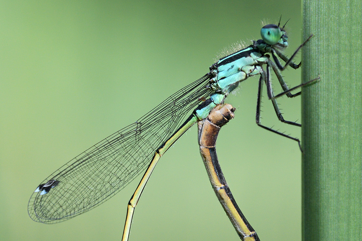 Blue-Tailed Damselflies (Ischnura elegans) (4)