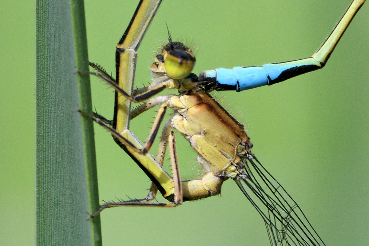 Blue-Tailed Damselflies (Ischnura elegans) (5)