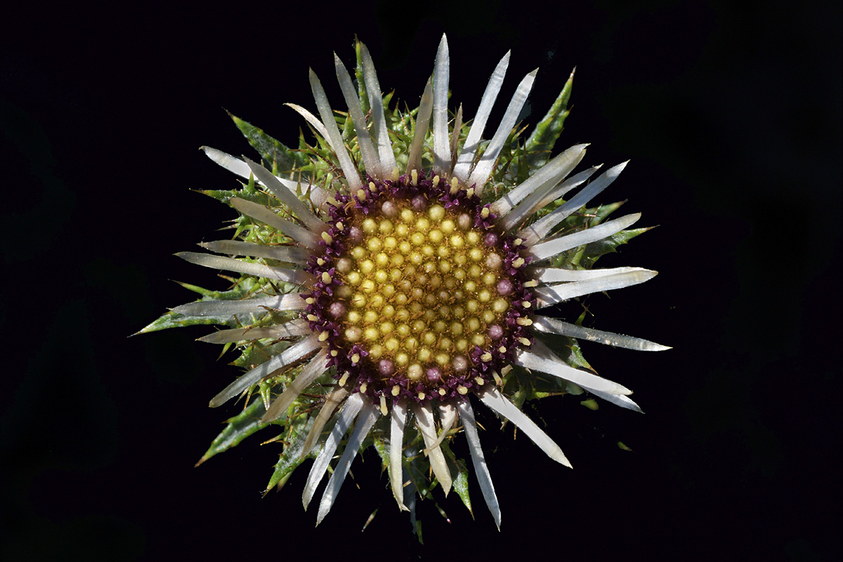 Carline Thistle (Carlina vulgaris) (1)