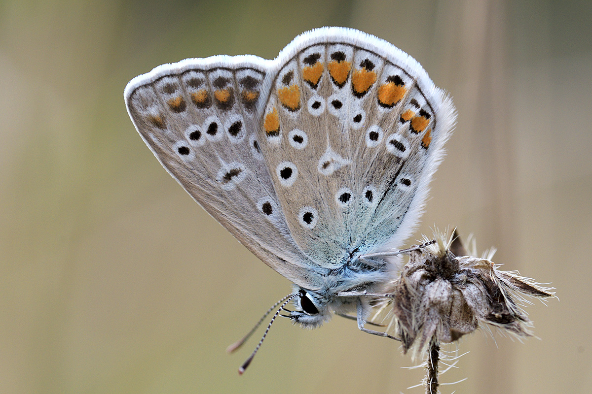 Common Blue (Polyommatus icarus) (2)