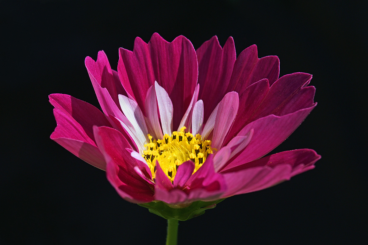 Cosmos ‘Sea Shells’ (Cosmos bipinnaturs) (1)