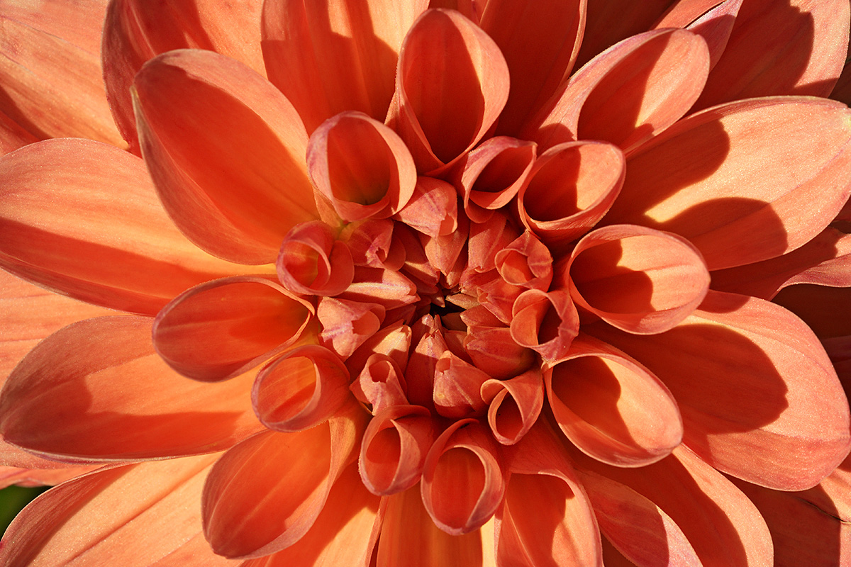 Orange Decorative Dahlia (Dahlia hybrida) (1)