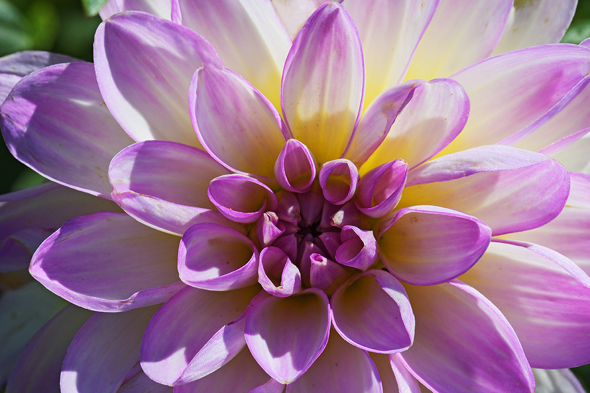 Light Purple Decorative Dahlia (Dahlia hybrida) (2)