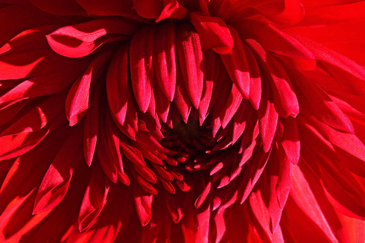 Red Dahlia (Dahlia hybrida) (3)