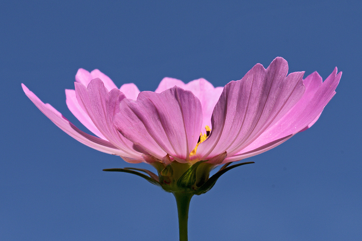 Garden Cosmos (Cosmos bipinnatus) (1)
