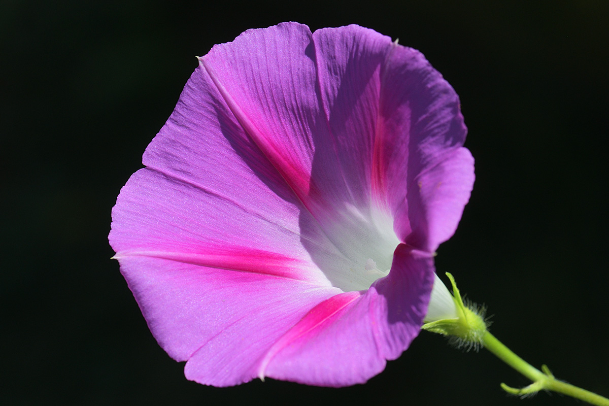 Morning Glory (Ipomoea purpurea ‘Tickle Me Pink’) (1)