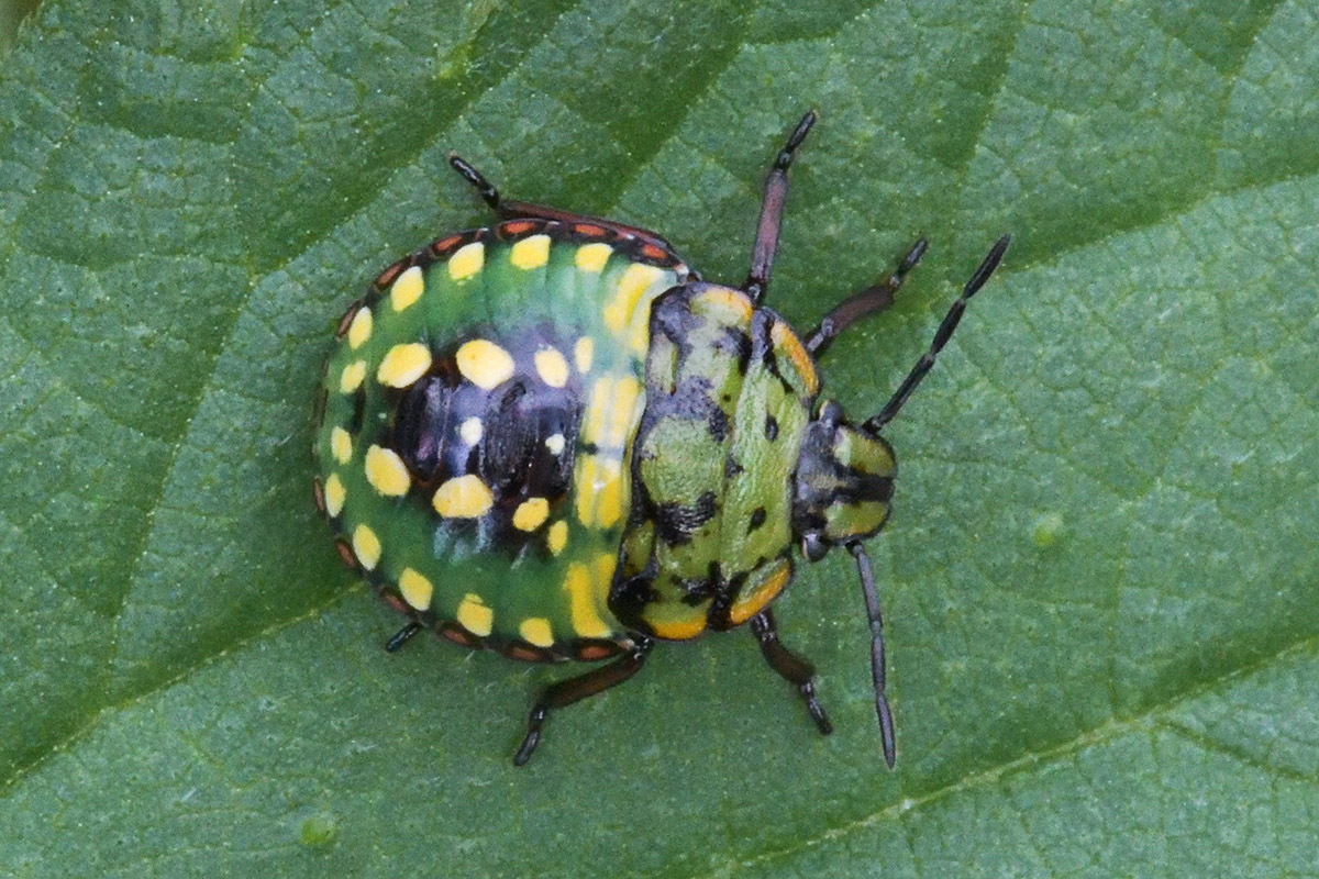 Southern Green Shield Bug (Nezara viridula) (3)