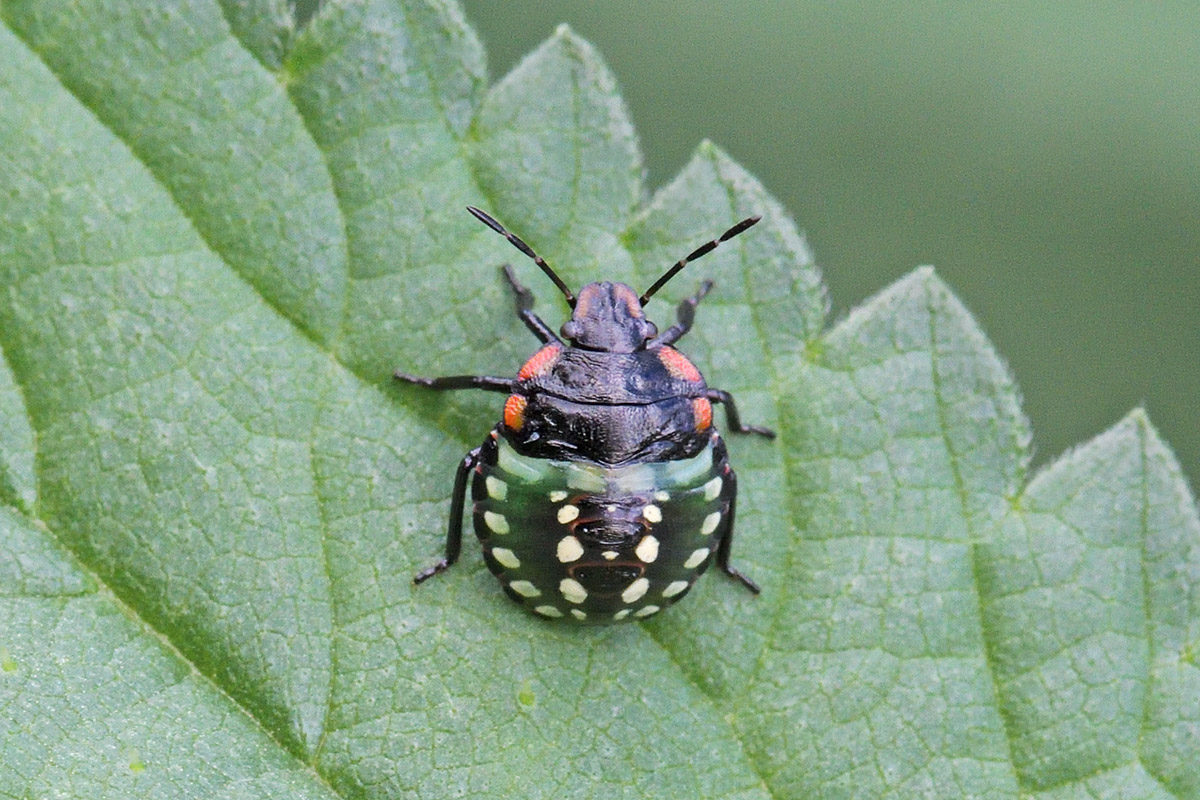 Southern Green Shield Bug (Nezara viridula) (4)
