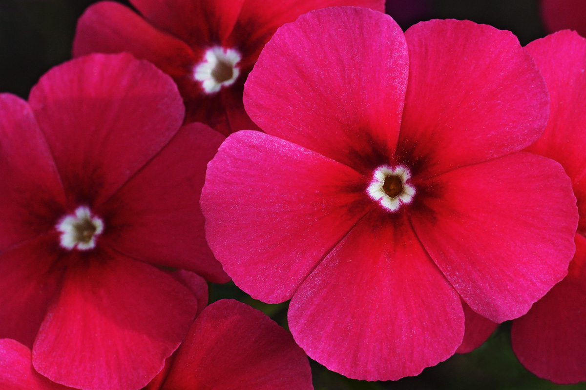 Annual Phlox (Phlox drummondii) (1)