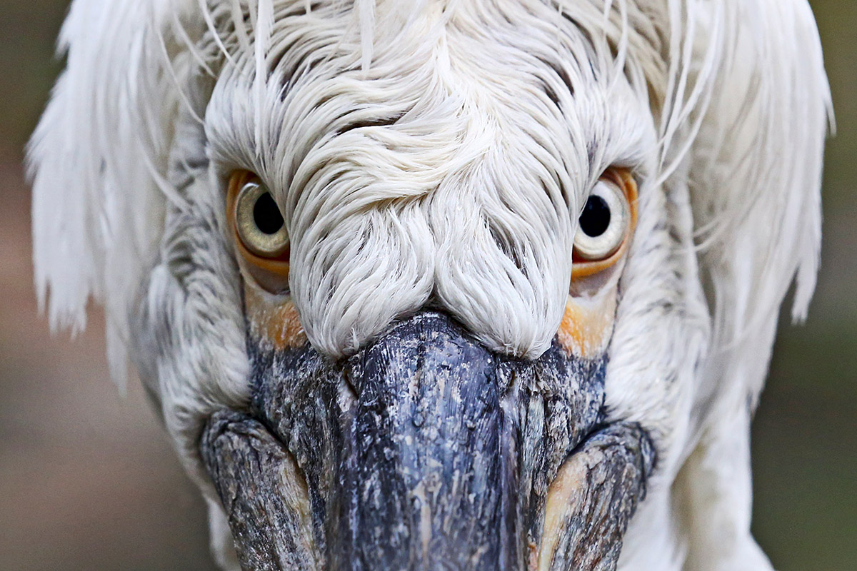 Dalmatian Pelican (Pelecanus crispus) (3)