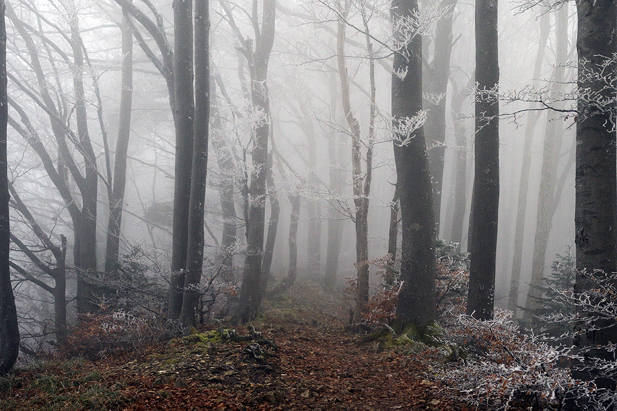 At the Fog Line in the Swiss Jura (2)