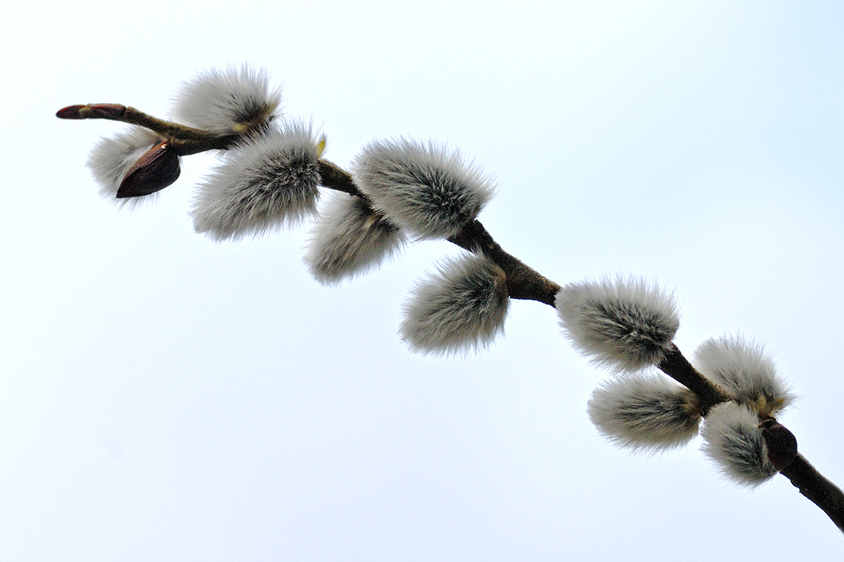 Willow Catkins (Salix caprea) (3)