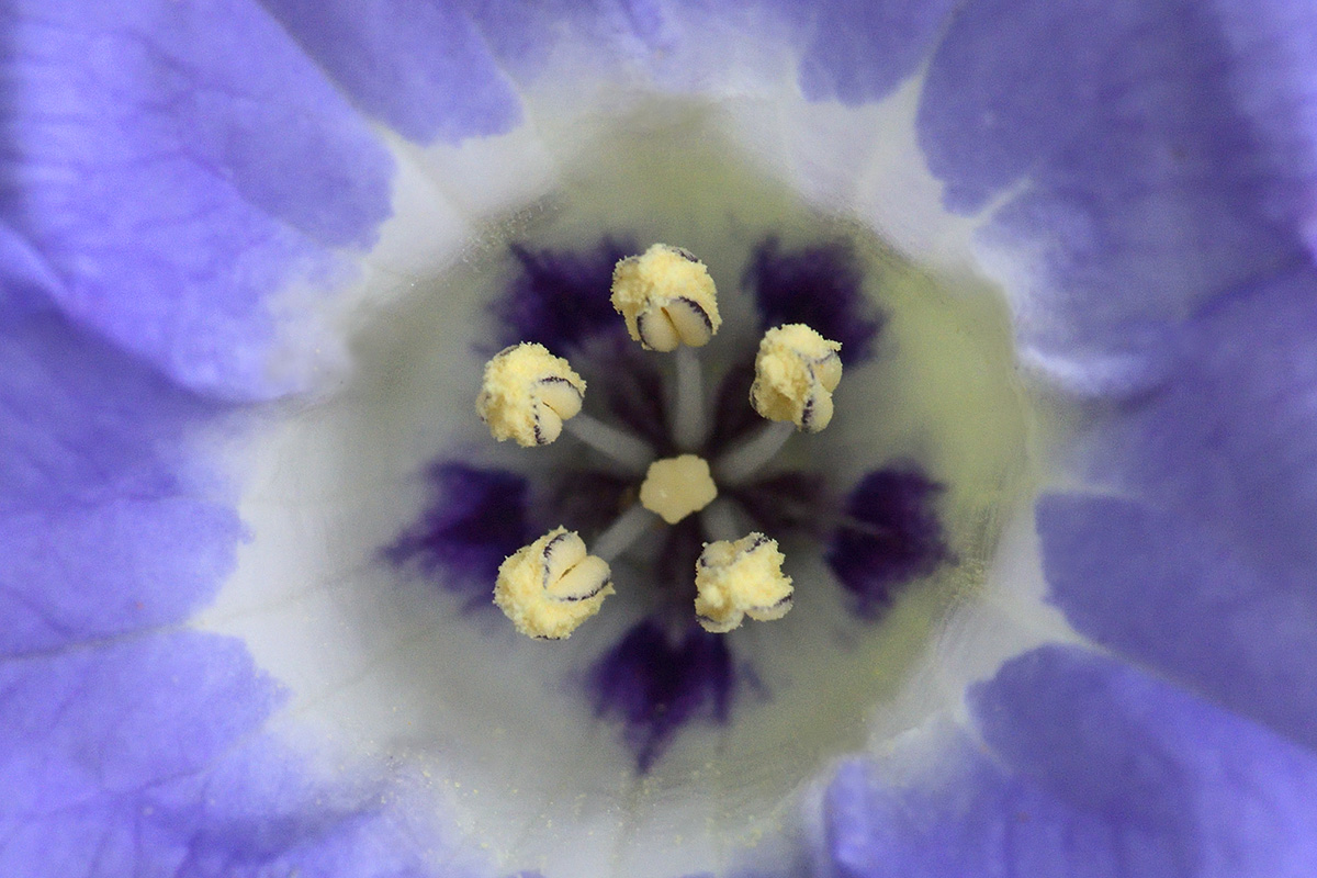 Apple-of-Peru (Nicandra physalodes) (1)